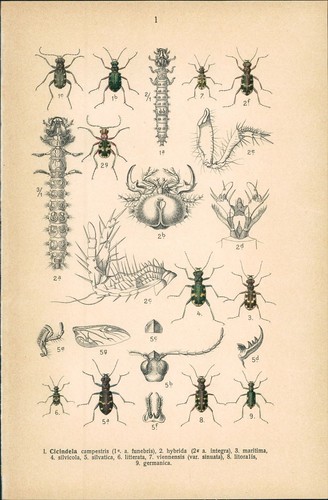 Litografia coleottero della - litografia:,