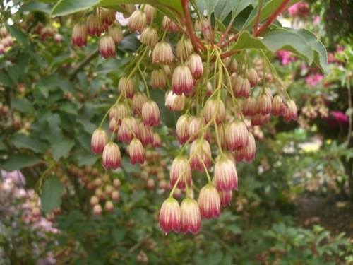 Enkianthus campanulatus - ,
