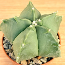 Astrophytum myriostigma nudum f.kikko ,  pot 6,5 cm  ITALYCACTUS