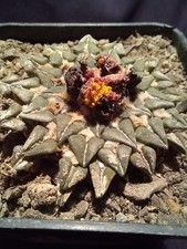 ARIOCARPUS KOTSCHOUBEYANUS SLADKOVSKYI from seed 5,2 CM!!! euphorbia aztekium 