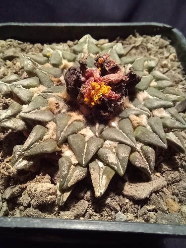 Ariocarpus kotschoubeyanus - ariocarpus,