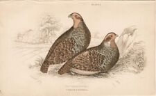 STARNE o PERDIX,  di  JARDINE , incisione colorata a mano , 1833 + PASSEPARTOUT