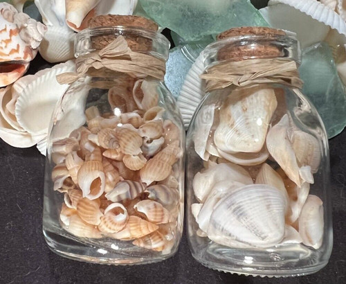 Conchiglie mare piccoli - conchiglie,