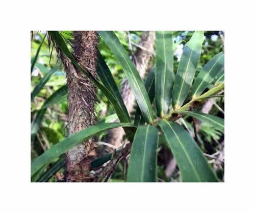 Bactris guineensis palma - 2x,