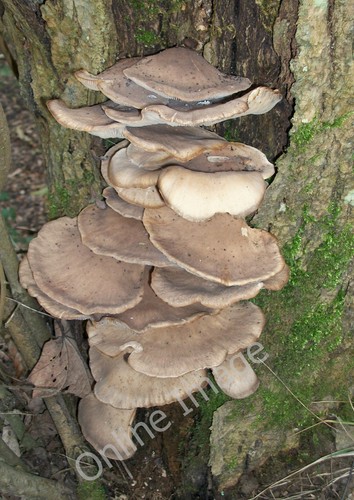 Photo 12x8 oyster - photo, an