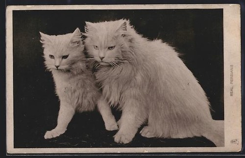Cartolina due gatti persiani - gatti,