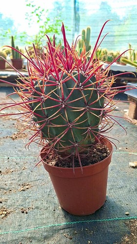 Ferocactus rectispinus hybrid - ferocactus,