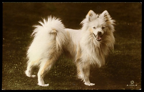 Spitz white dog - dog, german