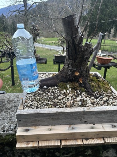 Bonsai carpino - bonsai,