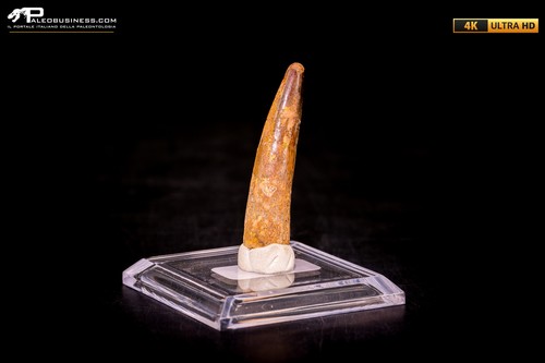 Dente spinosaurus - dente, di