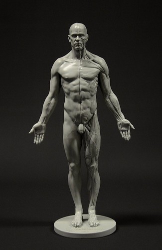Male anatomy figure inch - male, 11-inch