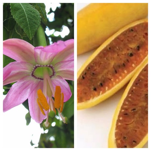 Passiflora mollissima banana - mollissima,