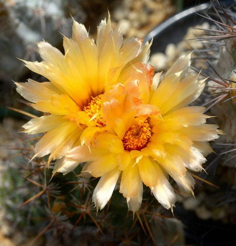 Coryphantha wohlschlageri