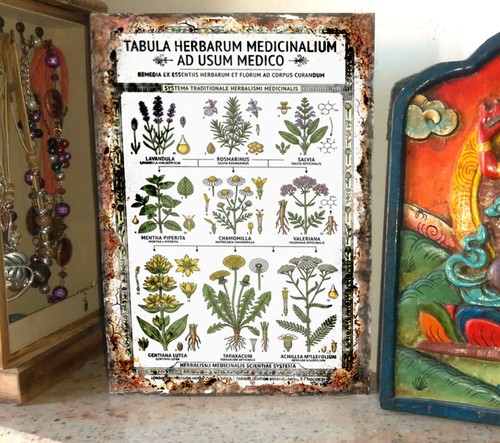 Erbe medicinali piante - erbe,