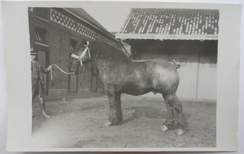 1920 1930 foto allevamento - 1920/1930,