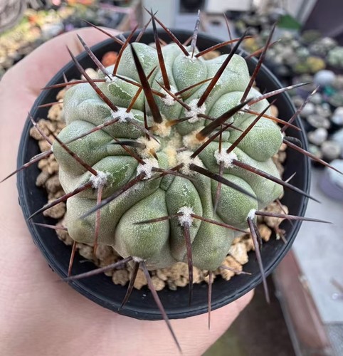 Pezzo cm copiapoa - 1,