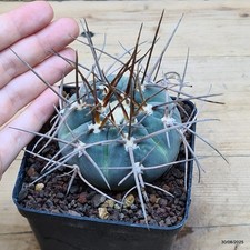 Gymnocalycium armatum Vaso 9