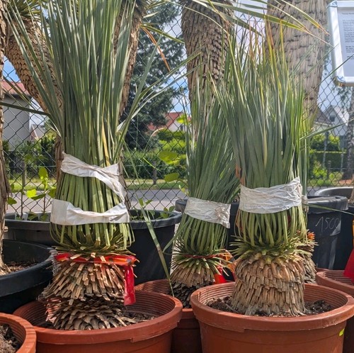 Yucca rostrata piccolo tronco - rostrata,