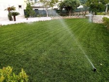 Gramignone  Olandese Sempre Verde