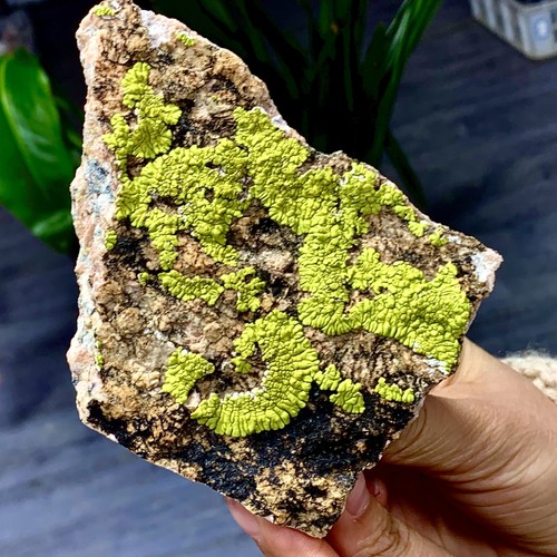 Lichene crostoso gobi verde - lichene,