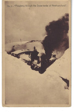 Terranova e Labrador Stallo