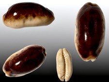 Cypraea caurica - , f