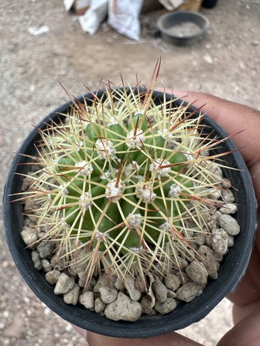 Melocactus broadwayi - , x
