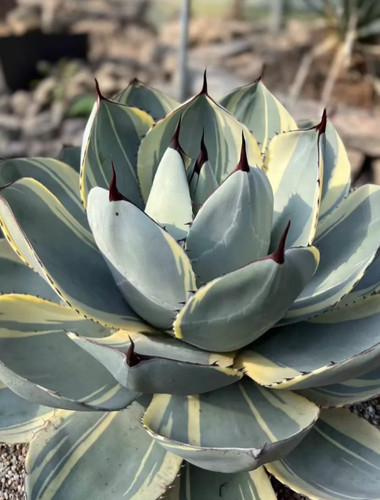 Truncata parryi agave - , cm