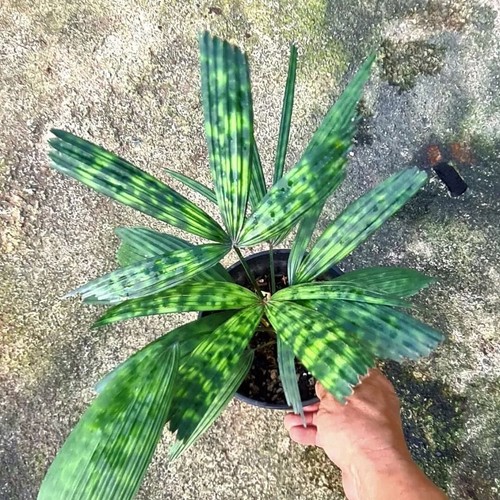 Palm licuala mapu variegato - licuala,
