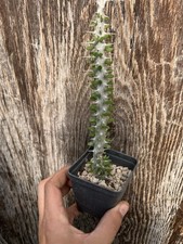 Alluaudia Procera / Collection Plant