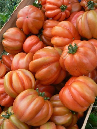 Semi pomodoro cuor - 50, di