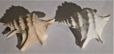 Lotto 2 conchiglie APORRHAIS PESPELECANI CROCETTA CINQUEDITA No Fossile Lazio