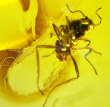 Ambra del Mar Baltico con RARA