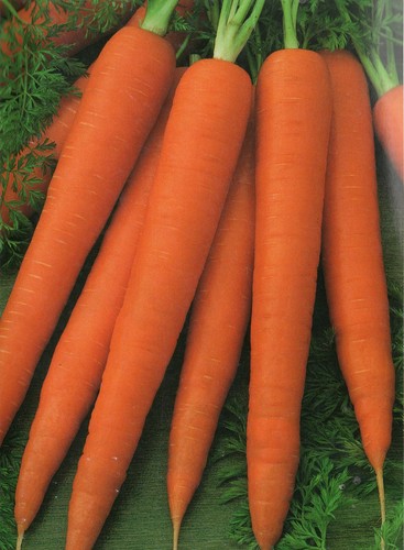 Carota flakkee o gigante - 2,