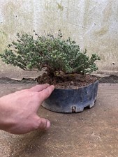 Timo . Macchia Mediterranea