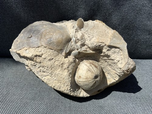 Rare echinoid pecten - pecten, shell