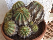 Notocactus ( Parodia )
