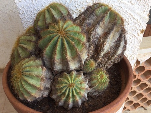 Cactus grandi notocactus - cactus, grandi: