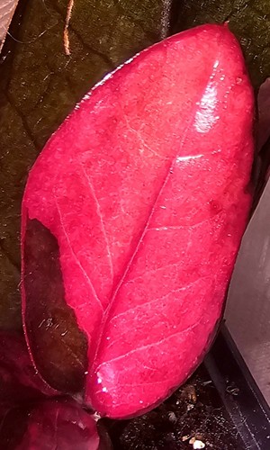 Zamioculcas zamiifolia nero - zamioculcas,