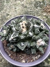 Ariocarpus fis var lloydii