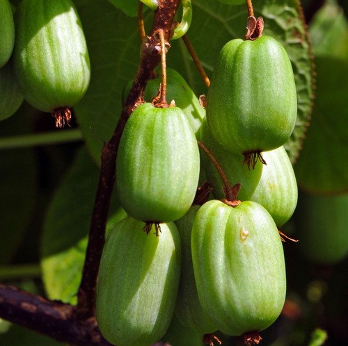 Aktinidia sentyabraskaya - aktinidia,