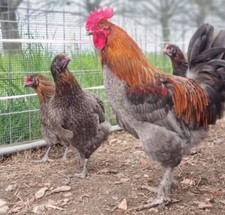  🛑🛑10uova feconde olive