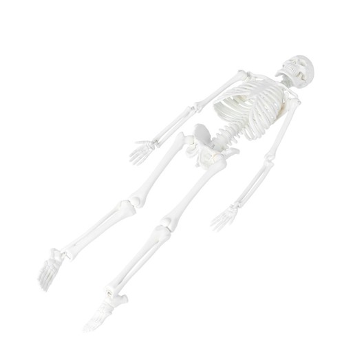 Modello studio anatomico - modello,