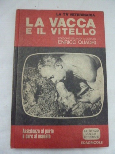 Vacca il vitello - vacca, e