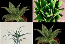 4 ALOE Piante Grasse:1 Perfoliata 2 Saponaria 1 Arborescens tutte A Radice Nuda