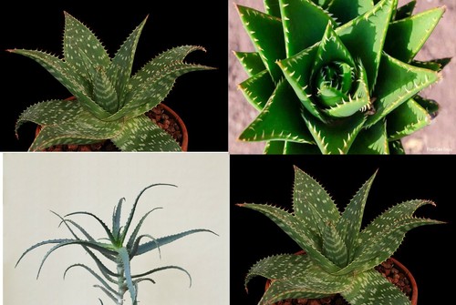 Aloe piante grasse 1 - aloe, grasse:1