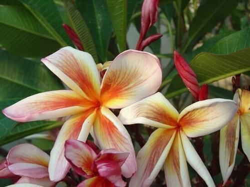Semi plumeria coral cream - 4-semi, di