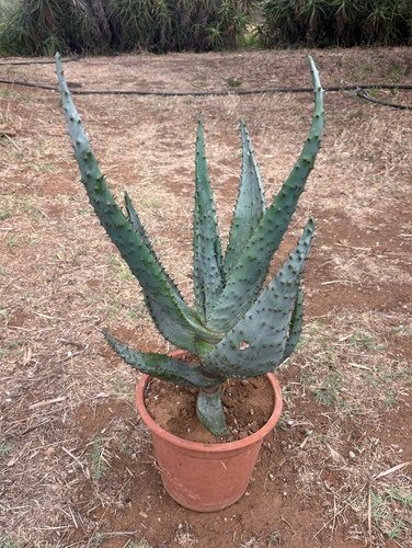 Aloe marlothii pianta da - aloe,