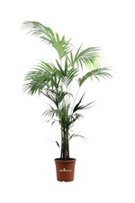 Pianta di Kentia Howea Forsteriana pianta vera ornamentale da arredo interno