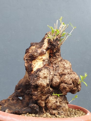 Bonsai olivastro 35x23cm - bonsai,